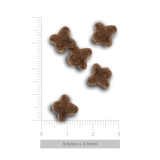 KITTEN30-219