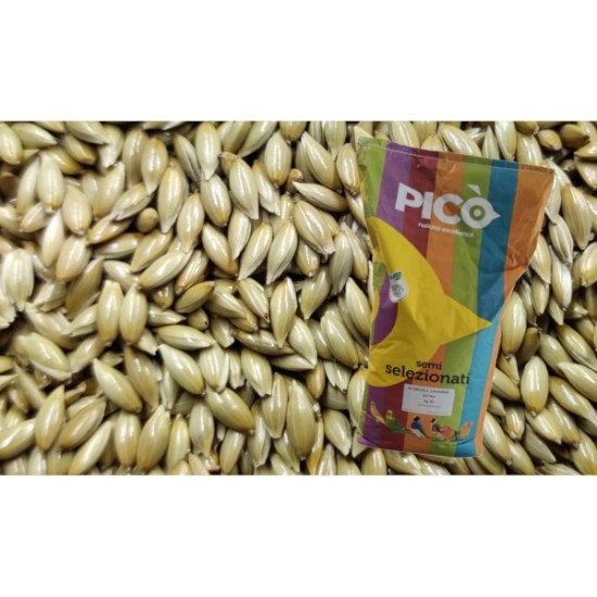 canaryseed2-800x800