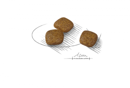 ccn-urinary-mini